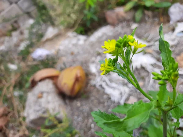 Zbliżenie Piękny Kwiat Musztardy Sinapis Aiba Żółte Kwiaty Rośliny Tle — Zdjęcie stockowe