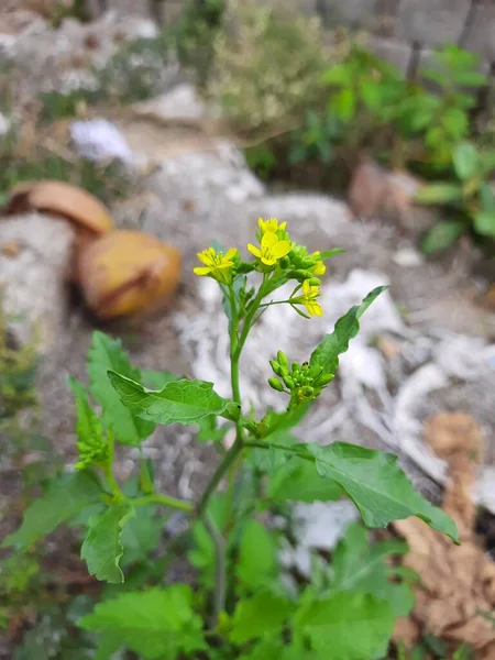 Primer Plano Hermosa Flor Mostaza Sinapis Aiba Flores Amarillas Planta —  Fotos de Stock