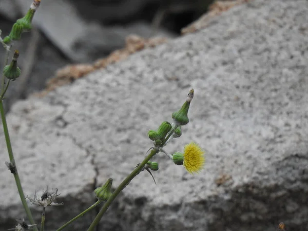 Κοντινό Πλάνο Των Νεαρών Μπουμπούκι Λουλούδι Και Άνθος Κίτρινο Χρώμα — Φωτογραφία Αρχείου