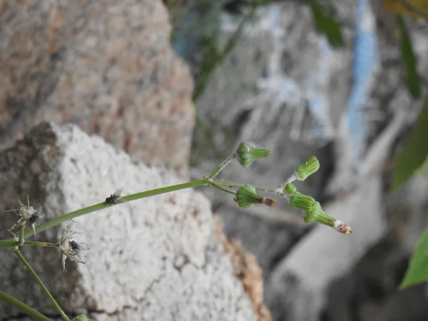 Genç Çiçek Tomurcuğunun Çiçek Açan Çiçeğin Yakın Plan Doğasında Karahindiba — Stok fotoğraf