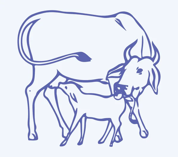 Menggambar Atau Sketch Calf Drinking Milk Mother Editable Outline Illustration - Stok Vektor