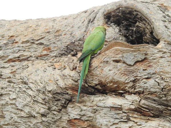 Крупный План Красивого Индийского Зеленого Цвета Попугай Внутри Ствола Дерева — стоковое фото