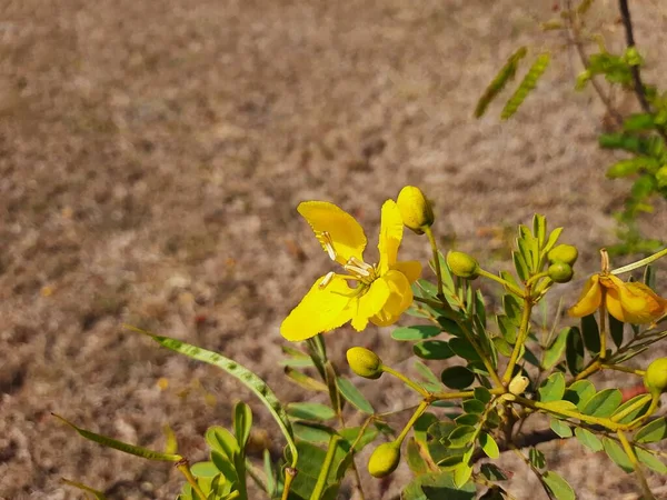 Gros Plan Belle Fleur Sauvage Couleur Jaune Fierté Barbade Fleur — Photo