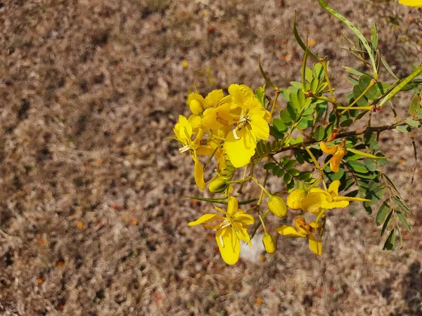 美しい黄色の野生の花の閉鎖バルバドスまたは孔雀の花の誇り緑と茶色の色のドライフルーツを空のフィールドに — ストック写真