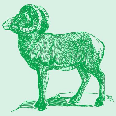 Hint Büyük Boynuzu Koyunu ya da Keçi Çizimi Düzenlenebilir Çizim