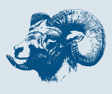 Hint Büyük Boynuzu Koyunu ya da Keçi Çizimi Düzenlenebilir Çizim