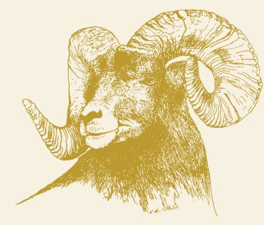 Hint Büyük Boynuzu Koyunu ya da Keçi Çizimi Düzenlenebilir Çizim