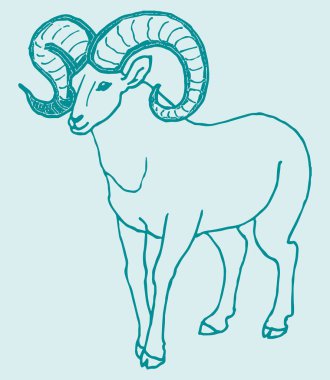 Hint Büyük Boynuzu Koyunu ya da Keçi Çizimi Düzenlenebilir Çizim