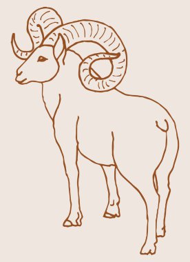 Hint Büyük Boynuzu Koyunu ya da Keçi Çizimi Düzenlenebilir Çizim
