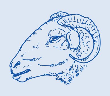 Hint Büyük Boynuzu Koyunu ya da Keçi Çizimi Düzenlenebilir Çizim