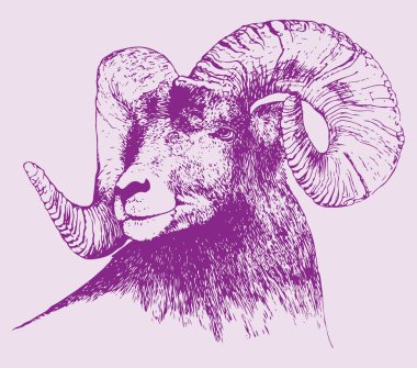 Hint Büyük Boynuzu Koyunu ya da Keçi Çizimi Düzenlenebilir Çizim