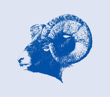 Hint Büyük Boynuzu Koyunu ya da Keçi Çizimi Düzenlenebilir Çizim