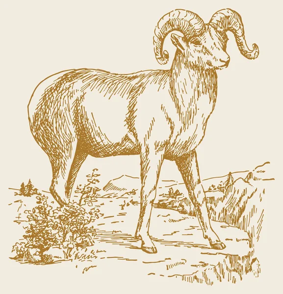 Tegning Eller Skisse Indian Big Horn Sheep Eller Goat Outline – stockvektor