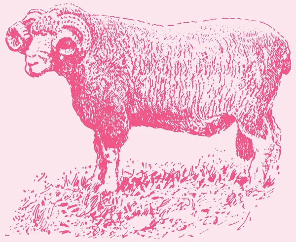 Dibujo Boceto India Big Horn Sheep Goat Outline Editable Illustration — Vector de stock