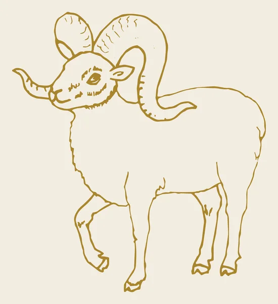 Drawing Sketch Indian Big Horn Sheep Goat Outline Editable Illustration — Stock Vector