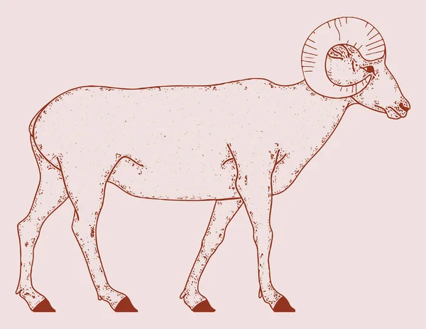 Drawing Sketch Indian Big Horn Sheep Goat Outline Editable Illustration — Stock Vector