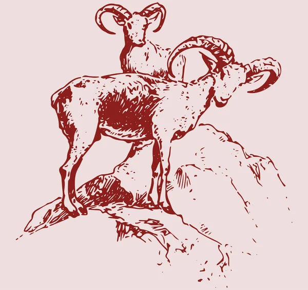 Dibujo Boceto India Big Horn Sheep Goat Outline Editable Illustration — Vector de stock