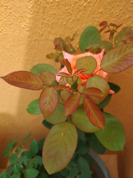 Nahaufnahme Der Schönen Orangefarbenen Farbe Indische Rose Blume Und Pflanze — Stockfoto