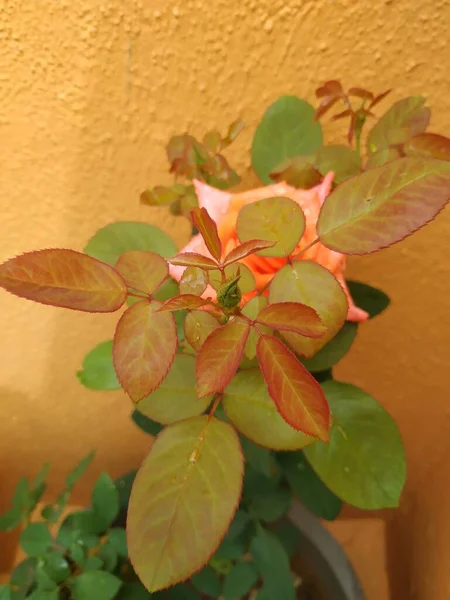 美しいオレンジ色の閉鎖バンガロールの家の庭でインドのバラの花と植物 — ストック写真