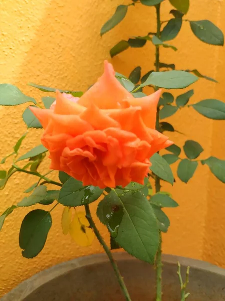 Close Beautiful Orange Color Indian Rose Flower Plant House Garden — стоковое фото