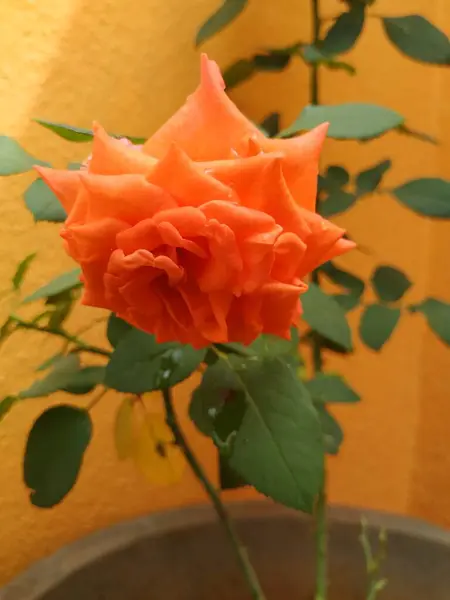 Close Beautiful Orange Color Indian Rose Flower Plant House Garden — стоковое фото