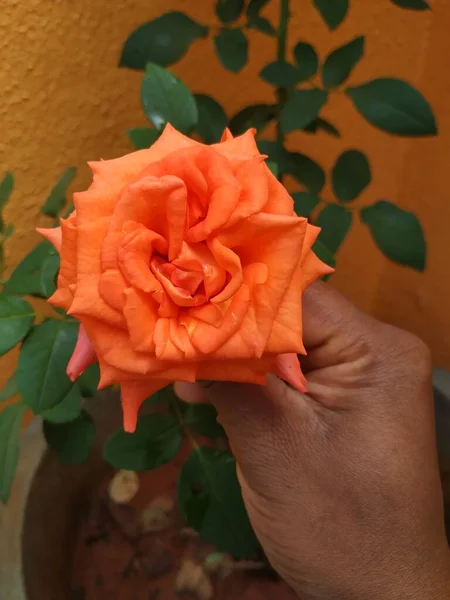 Close Beautiful Orange Color Indian Rose Flower Plant House Garden — стоковое фото