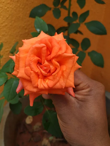 Nahaufnahme Der Schönen Orangefarbenen Farbe Indische Rose Blume Und Pflanze — Stockfoto