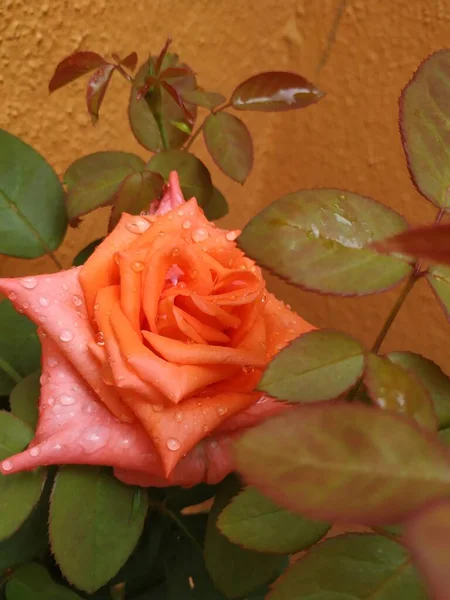 Close Beautiful Orange Color Indian Rose Flower Plant House Garden — стоковое фото