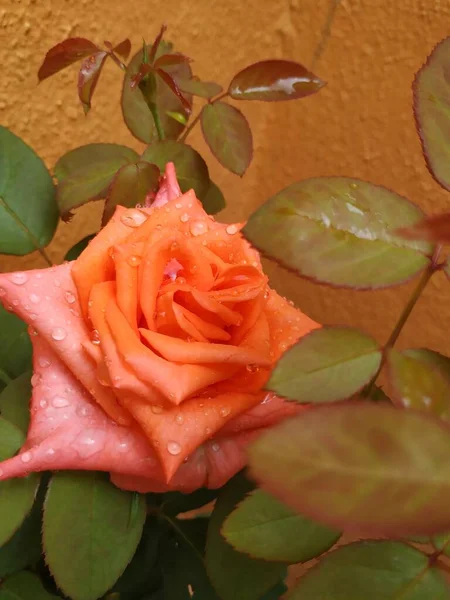 Szekrény Gyönyörű Narancs Színű Indiai Rózsa Virág Növény Egy Ház — Stock Fotó