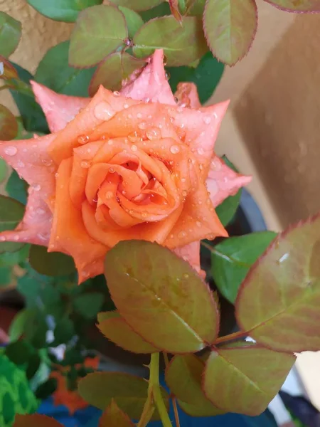 美しいオレンジ色の閉鎖バンガロールの家の庭でインドのバラの花と植物 — ストック写真
