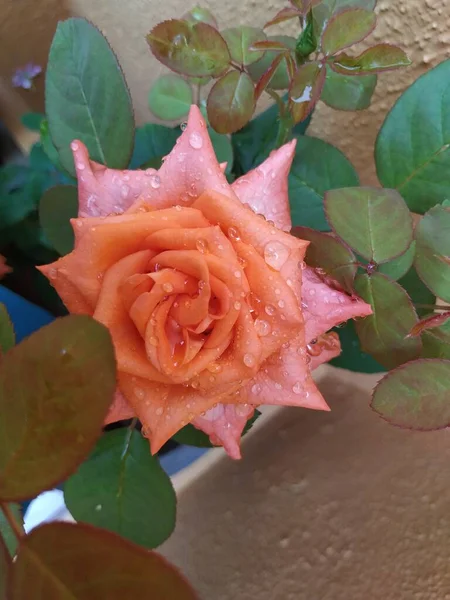 Close Beautiful Orange Color Indian Rose Flower Plant House Garden — стоковое фото