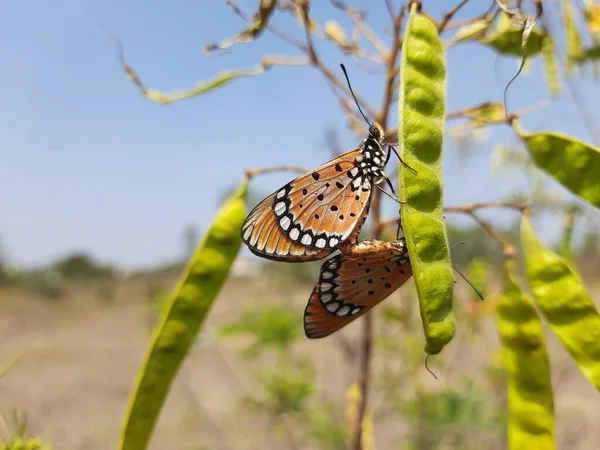 Bir Caesalpinia Pulcherrima Barbados Gururu Bitkisinde Güzel Turuncu Renkli Kelebeklerin — Stok fotoğraf