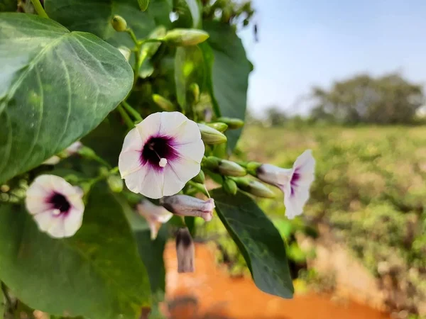 Nahaufnahme Von Schönen Weißen Und Rosa Farbe Morgenruhm Blumen Schlingpflanze — Stockfoto