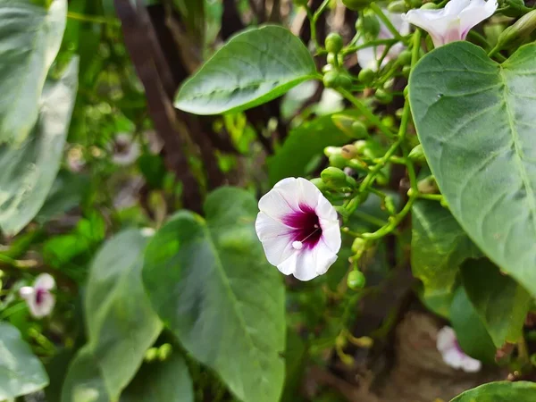 Güzel Beyaz Pembe Renkte Sabah Çiçeklerinin Yakınlaşması Arka Planda Sürünen — Stok fotoğraf