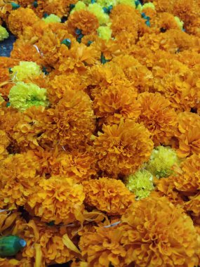 Bahçedeki güzel Turuncu Marigold çiçeği, Tagetes erekta, Meksika, Aztek ya da Afrika kadife çiçeklerine yakın çekim