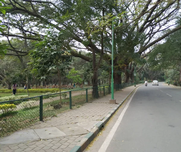 Bangalore Karnataka India Jan 2021 Close Van Prachtige Cubbon Park — Stockfoto