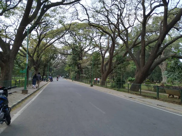 Bangalore Karnataka India Jan 2021 Close Van Prachtige Cubbon Park — Stockfoto