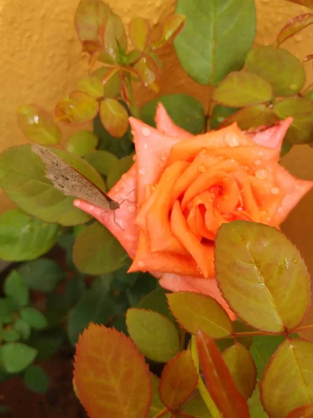 Egy Közeli Kép Gyönyörű Narancs Színű Rózsa Indiai Barna Pillangó — Stock Fotó