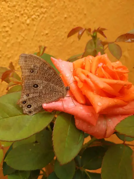 Gros Plan Belle Couleur Orange Rose Papillon Brun Indien Assis — Photo