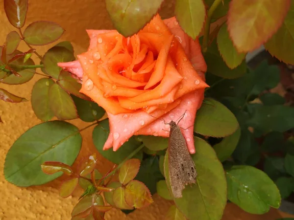 Primo Piano Bella Rosa Colore Arancione Farfalla Marrone Indiano Seduto — Foto Stock