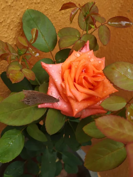 美しいオレンジ色のバラと花に座っているインドの茶色の蝶の閉鎖 — ストック写真
