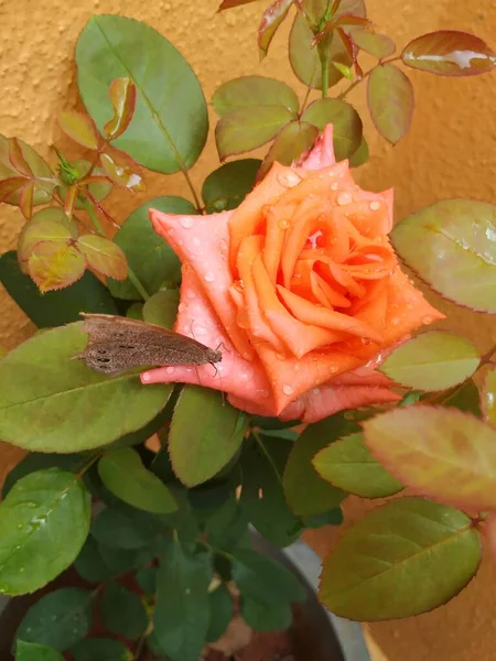 一朵美丽的橙色玫瑰和一只印度褐色蝴蝶坐在花朵上的特写镜头 — 图库照片