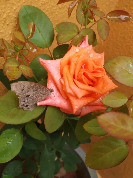 Крупним Планом Красива Помаранчева Троянда Індійський Коричневий Метелик Сидить Квітці — стокове фото