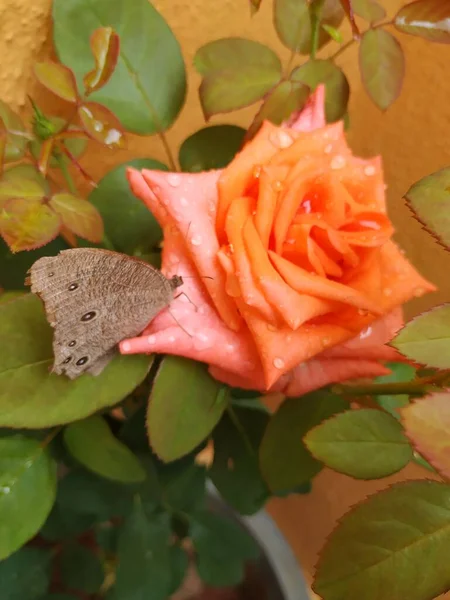 Close Cor Laranja Bonita Rosa Borboleta Marrom Indígena Sentado Flor — Fotografia de Stock