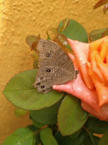 Gros Plan Belle Couleur Orange Rose Papillon Brun Indien Assis — Photo