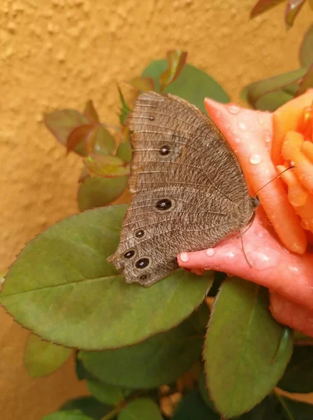 Primo Piano Bella Rosa Colore Arancione Farfalla Marrone Indiano Seduto — Foto Stock