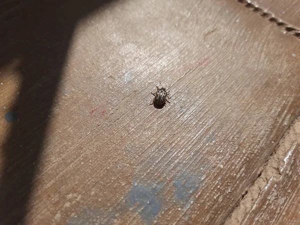 Primer Plano Del Escarabajo Blanco Negro Chrysomla Mainensis Piso Cemento — Foto de Stock