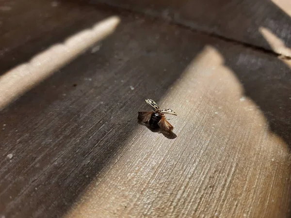 Pendekatan Dengan Kumbang Daun Hitam Dan Putih Chrysomela Mainensis Lantai — Stok Foto
