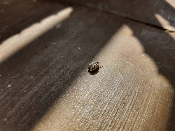 Pendekatan Dengan Kumbang Daun Hitam Dan Putih Chrysomela Mainensis Lantai — Stok Foto