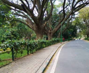 Bangalore, Karnataka, Hindistan-30 Ocak 2021: Güzel Cubbon Park asfalt yollarının trafik ışığı ve sembol direkleri ile kapatılması.